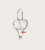 potentzia muskuluak eta haien tentsioa potentzia handitzeko